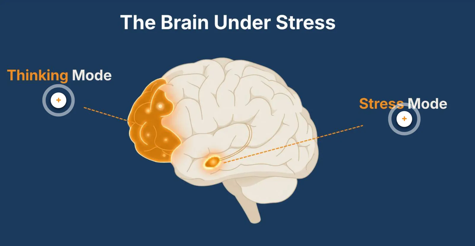 Illustrated lesson header on navy, a brain with two interactive markers contrasting a thinking state and a stress state